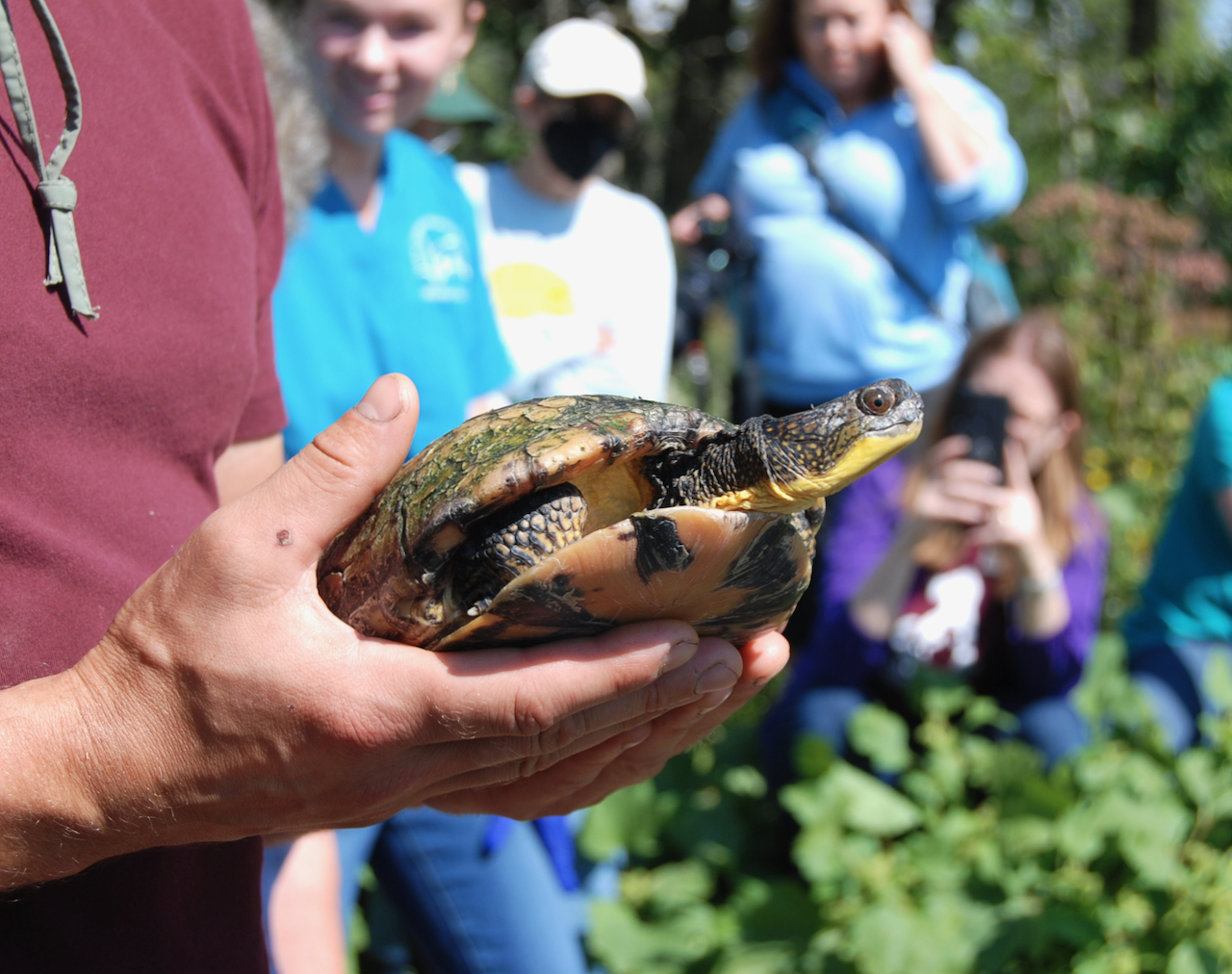 Turtle returns to area creek after three years of rehabilitation ...