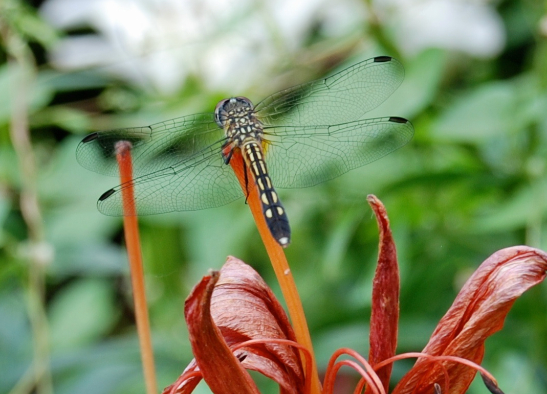 Bird’s Eye View: Ecology and behavior of legendary dragonflies