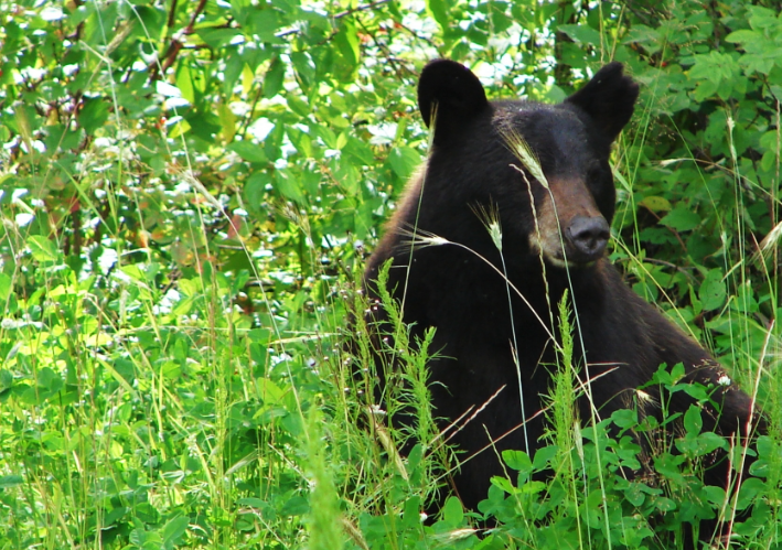 Black bear sighted in Lake Mills; DNR offers tips for living with bears 